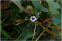 Ipomoea eriocarpa